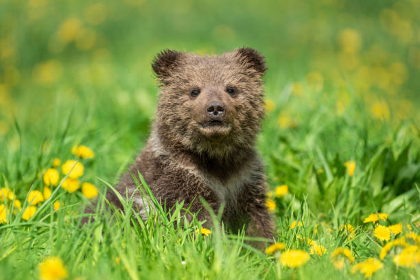 Brown bear cub playing on the summer field Brown bear cub playing on the summer field. Ursus arctos in grass with yellow flowers winnie the pooh photos stock pictures, royalty-free photos & images
