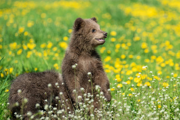 istock Brown bear cub playing on the summer field 1151922909