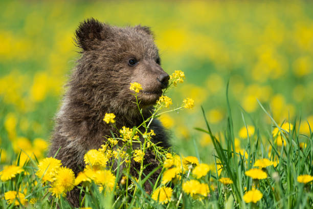 istock Brown bear cub playing on the summer field 1151922920