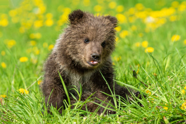 istock Brown bear cub playing on the summer field 1151922921