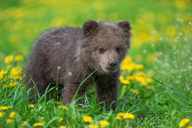 istock Brown bear cub playing on the summer field 1151922929