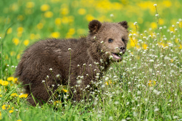 istock Brown bear cub playing on the summer field 1151922937