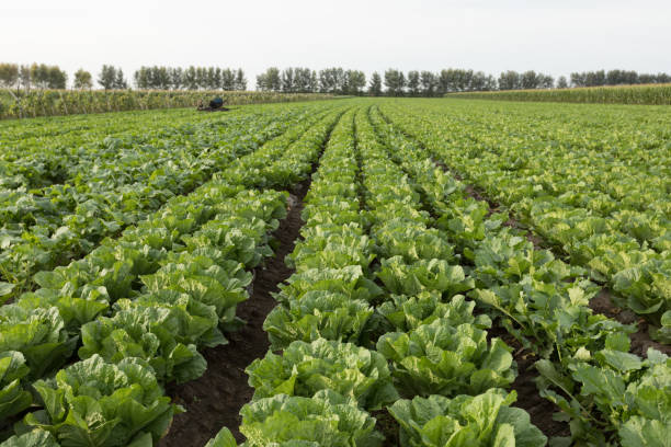 istock Chinese cabbage and onion in growth at field 1151922997
