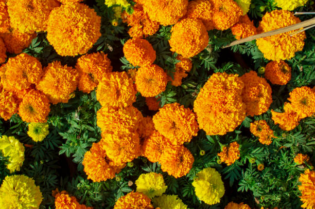 istock Marigold flowers being grown locally 1151923052