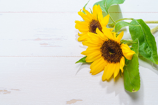 Background with a bouquet of yellow sunflower with leaves