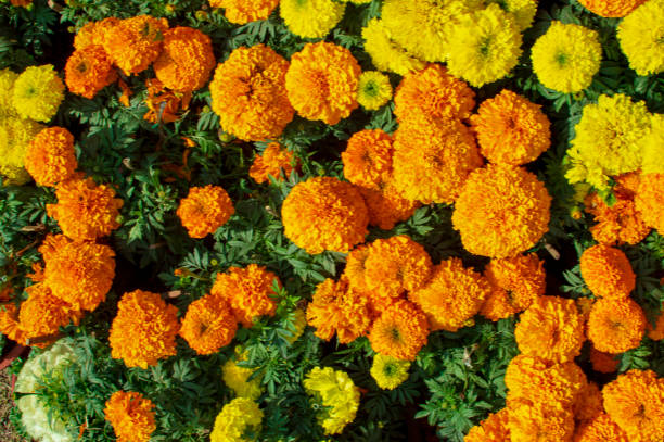 istock Marigold flowers with mixed varieties 1151923667