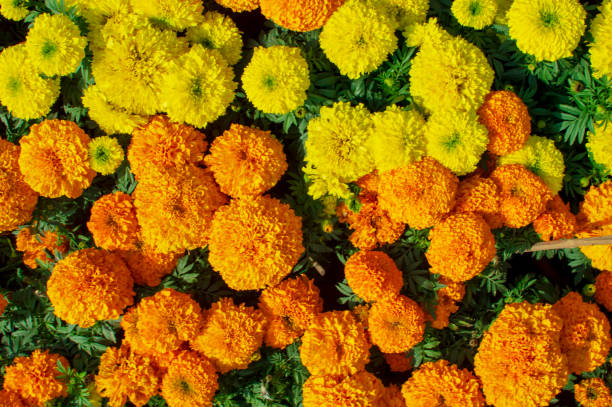 istock Marigold flowers and plants 1151923718