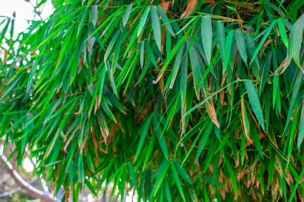 istock Bamboo plants leaves with fresh color 1151923824