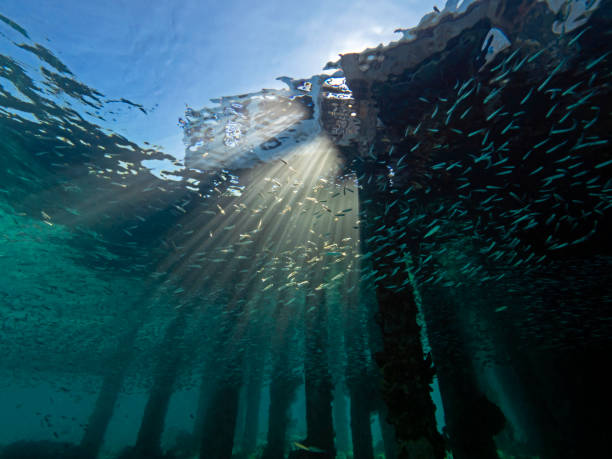 istock Luminous Cardinalfish below the jetty (Pulau Bangka, North Sulawesi/Indonesia) 1151923972