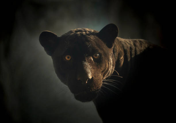 istock Black Jaguar's face in the natural atmosphere. 1151924171