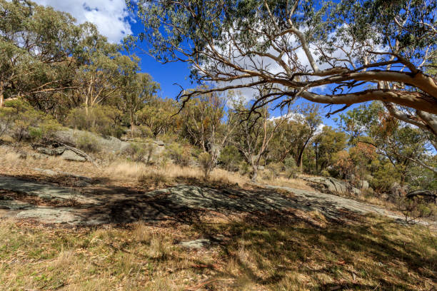 istock Mount Yarrowyck Nature Reserve 1151924183