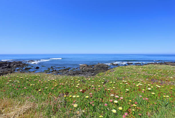 coastline in california with iceplant