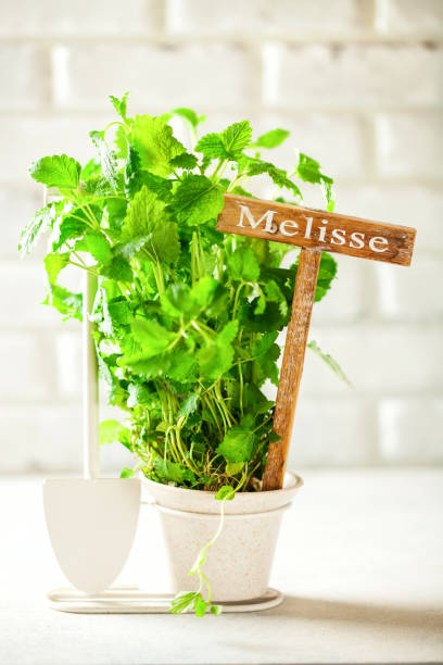 istock Melissa in a pot and garden tools on a light background. Fresh green scented lemon balm. Studio Photo 1151925729