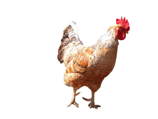 istock Red and white cock on the white background isolated 1151925953