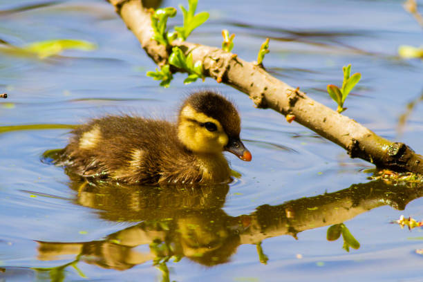 Baby Wood Duck swimming