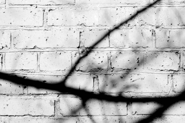 istock Old painted brick wall with shadows of branches on it on a sunny day. Black and white abstract background 1151927339
