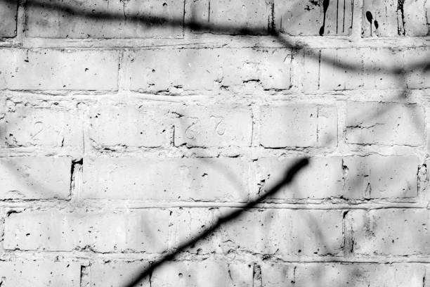 istock Old painted brick wall with shadows of branches on it on a sunny day. Black and white abstract background 1151927340