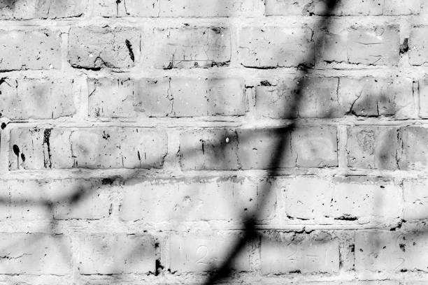 istock Old painted brick wall with shadows of branches on it on a sunny day. Black and white abstract background 1151927353
