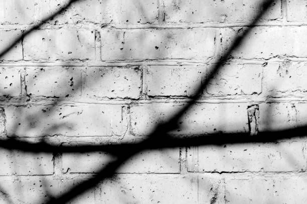 istock Old painted brick wall with shadows of branches on it on a sunny day. Black and white abstract background 1151927354