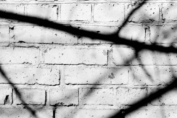 istock Old painted brick wall with shadows of branches on it on a sunny day. Black and white abstract background 1151927358