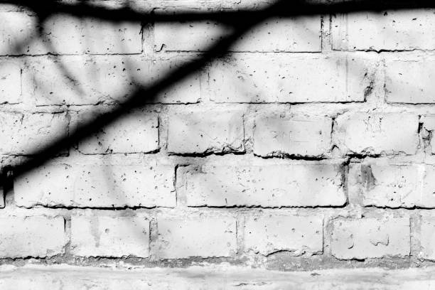 istock Old painted brick wall with shadows of branches on it on a sunny day. Black and white abstract background 1151927361