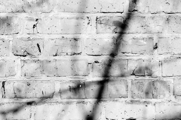istock Old painted brick wall with shadows of branches on it on a sunny day. Black and white abstract background 1151927362