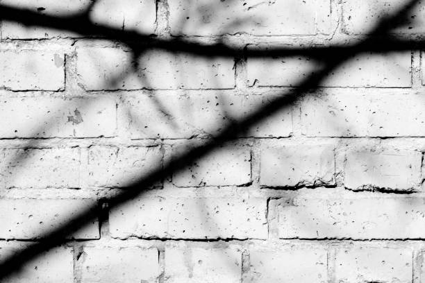 istock Old painted brick wall with shadows of branches on it on a sunny day. Black and white abstract background 1151927364