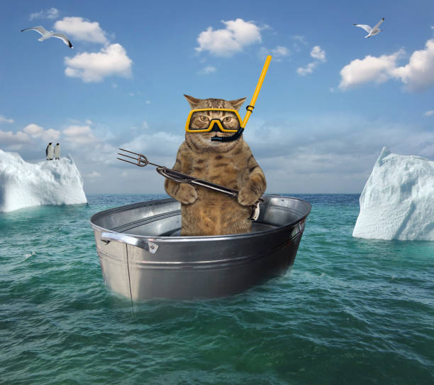 istock Cat diver drifting in a washtub 1151927561