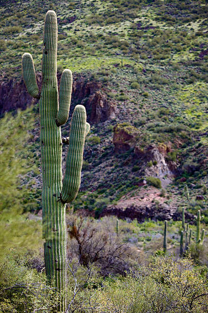 istock Arizona Desert Landscapes 115192799