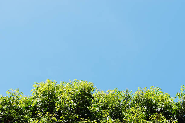 istock Green leaves bush of tree with blue sky 1151929199