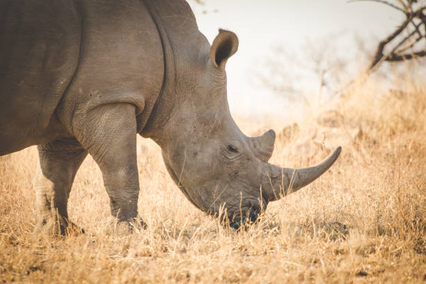 istock Close up image of a white rhino 1151930176