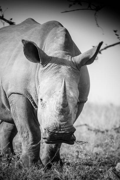 istock Close up image of a white rhino 1151930177