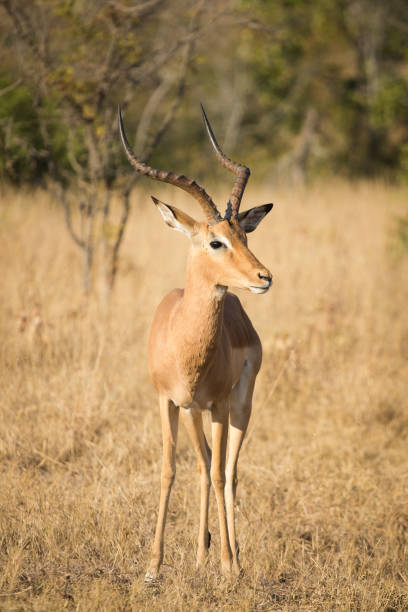 Close up image of an Impala
