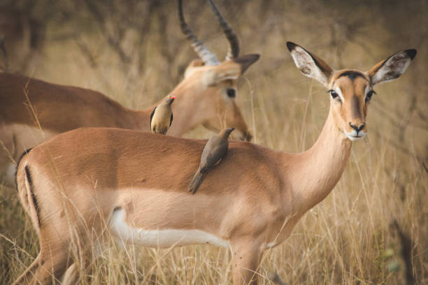istock Close up image of an Impala 1151930410