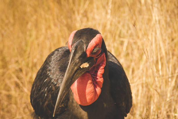 Close up image of a ground hondbill bird in a nature reserve in south africa