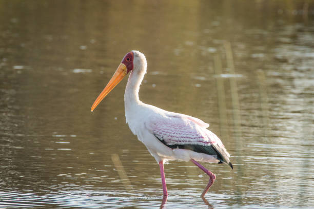 istock Close up image of a stork bird 1151930646