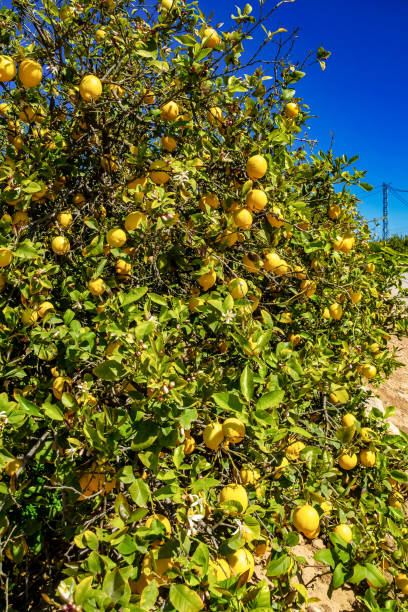 istock Lemon trees in Elche near Alicante in Spain 1151932409