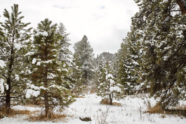Pine trees with snow-covered branches in winter.