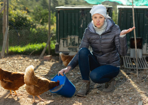 istock Female farmer feeding chickens 1151932780