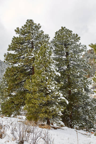 istock Chautauqua Park Flatirons in Boulder, Colorado 1151932786