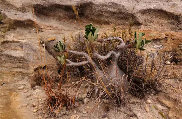 Photo of Pachypodium rosulatum, common name elephant's foot plant in Isalo national park at sunset, Madagascar