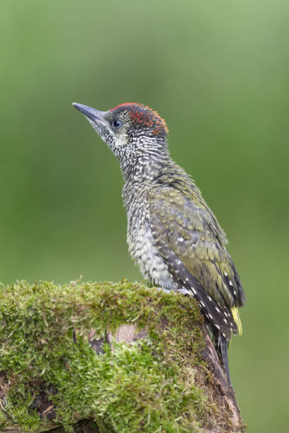 kuvapankkikuvat ja rojaltivapaat kuvat aiheesta upea muotokuva eurooppalaisesta vihreästä tikkasta (picus virdis) - european green woodpecker