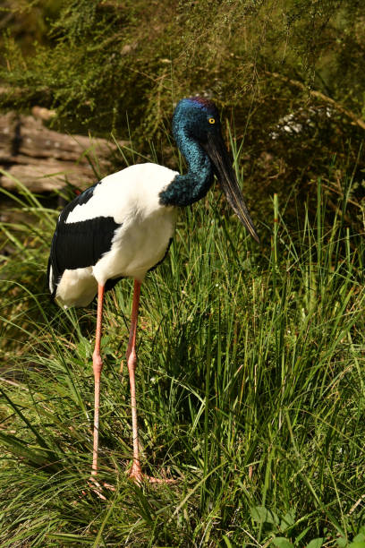 istock Jabiru or Black-necked Stork 1151934200