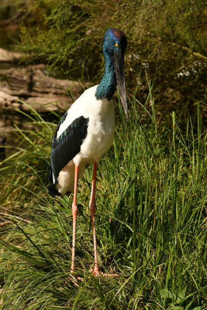 istock Jabiru or Black-necked Stork 1151934204