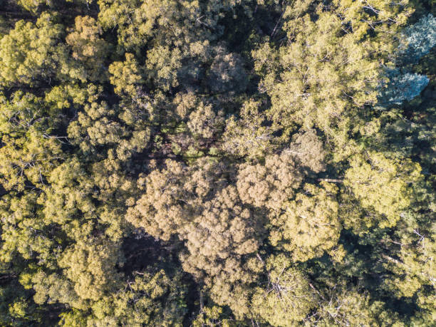 istock Forests near Noojee, central Victoria, Australia 1151934244