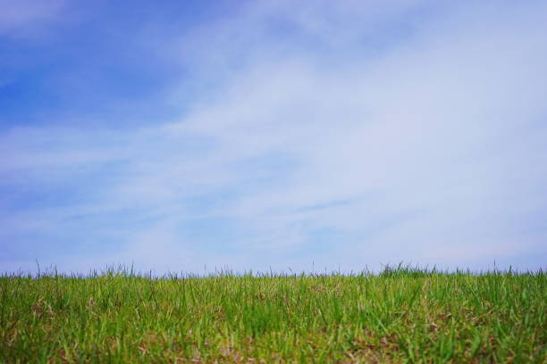 istock Green grass and blue sky. Some cloud 1151936118