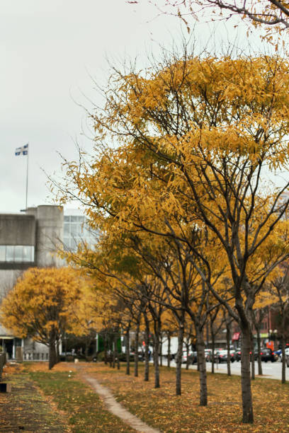 Autumn foliage in Montreal, Canada View of park and building exterior surrounded by yellow fall foliage in Montreal, Quebec place jacques cartier stock pictures, royalty-free photos & images
