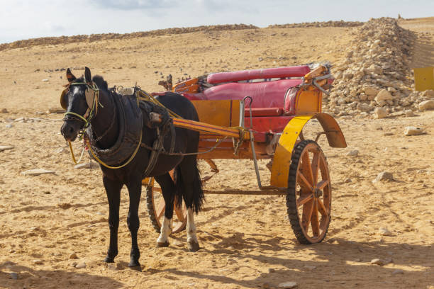 istock Horse chariot in desert 1151936248