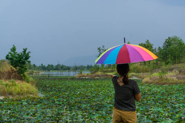 Standing umbrella, looking at the lotus pond