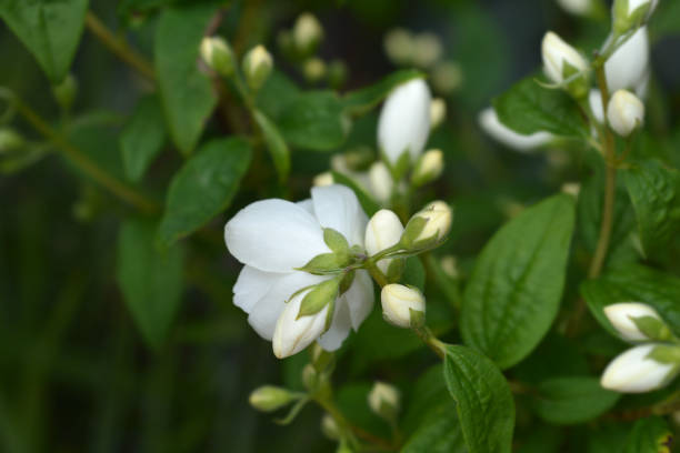 istock Mock Orange Snowbelle 1151937558